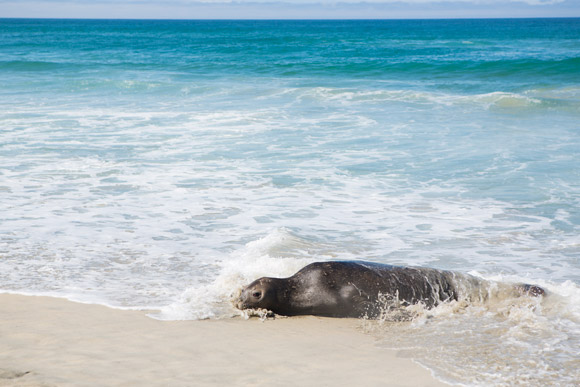 A female elephant seal pops in for a visit