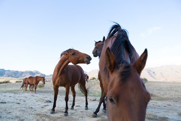 Stock horses, Otematata Station