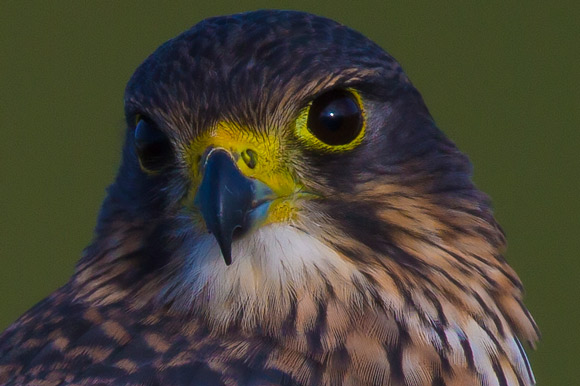 The NZ falcon I nearly tripped over