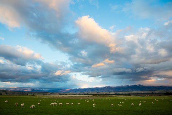 Grazing under wintry skies