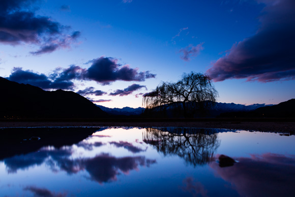 Wanaka willow