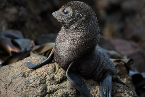 Seal pup ... too cute