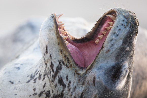 Freshly flossed (possibly with a penguin)