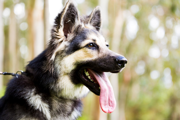 Ziba and the longest tongue in the Waikato
