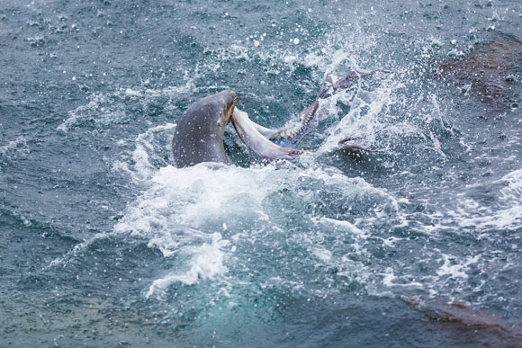 Sealion dismembers an octopus