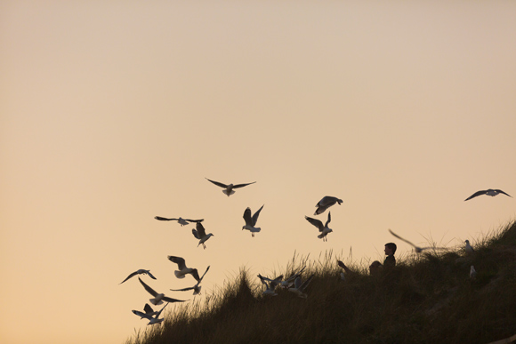 Fish and chips and seagulls