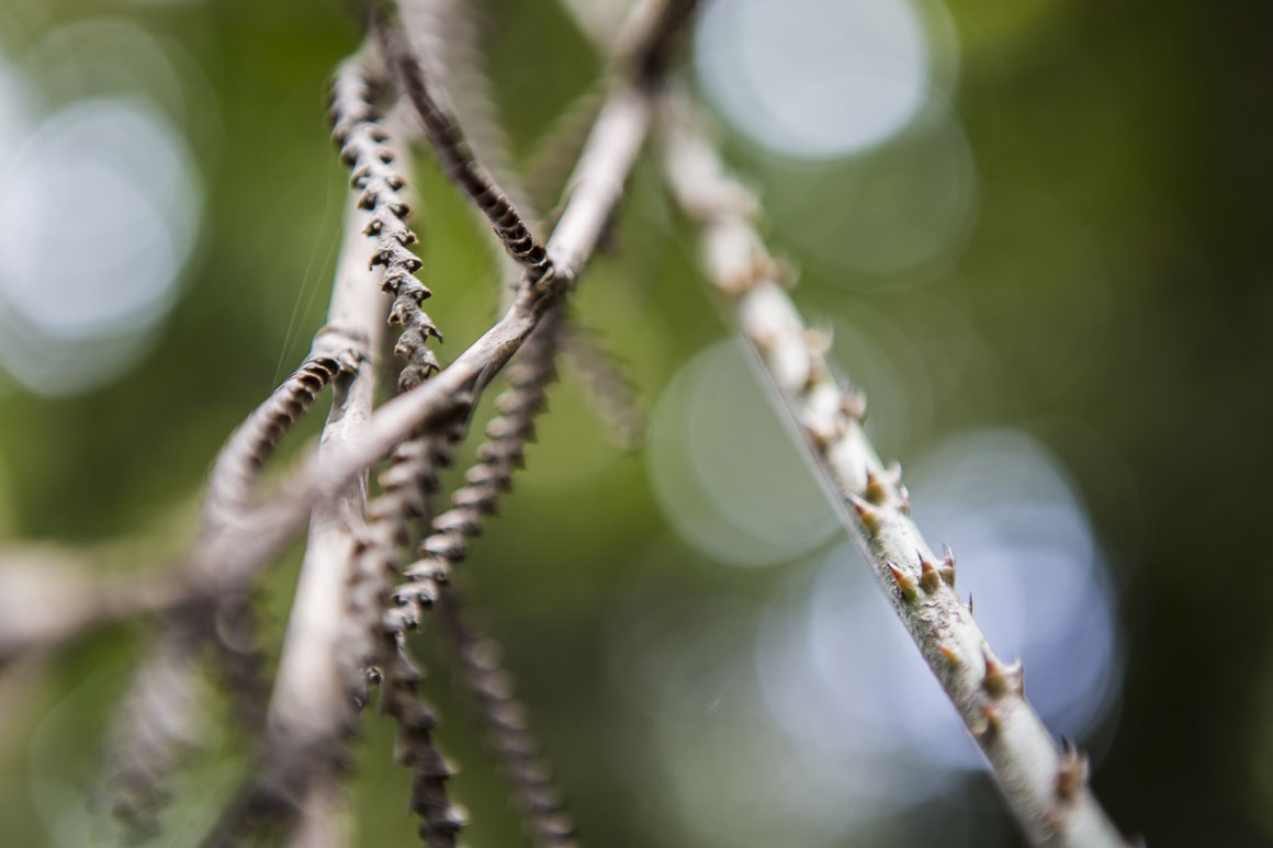 The curiously named wait-a-while vine 