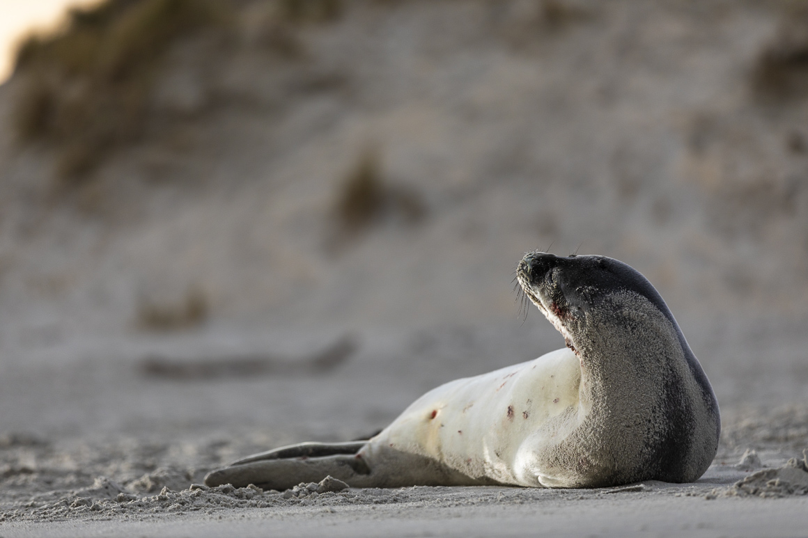 Yearling male Weddell Seal, St Clair Beach
