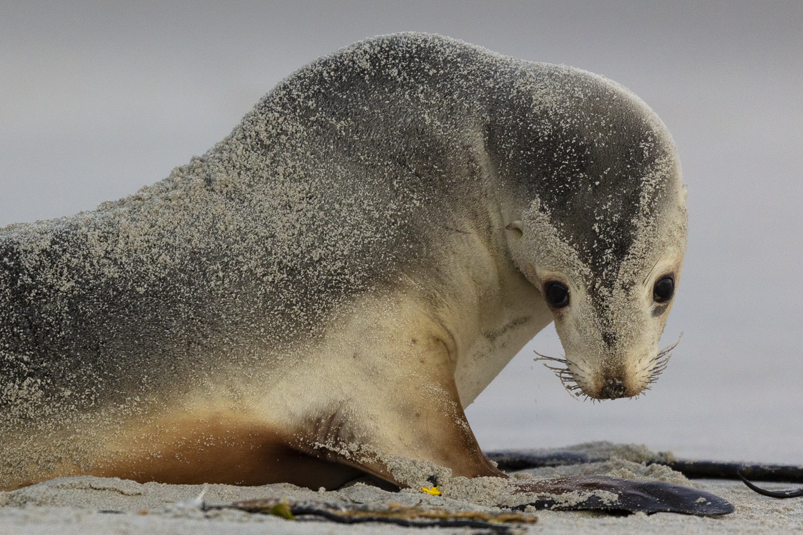 This young sea lion had a great sense of humour