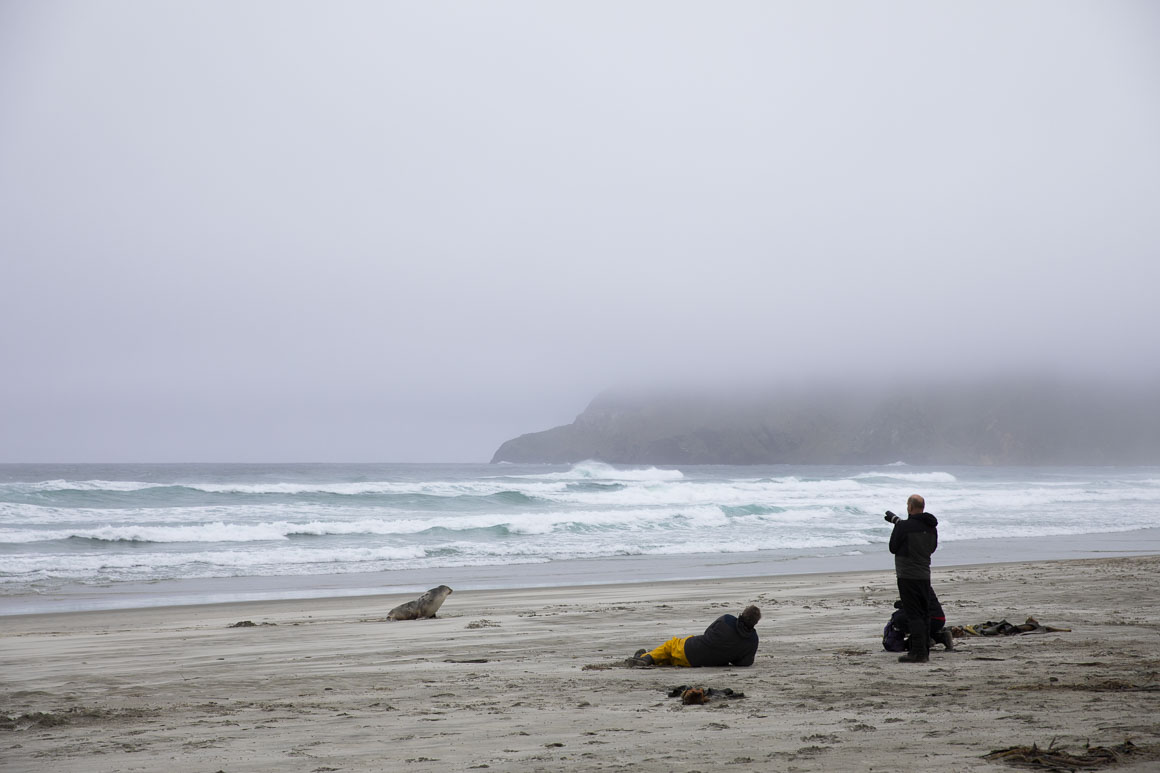 Keep at least 10m away from sea lions at all times