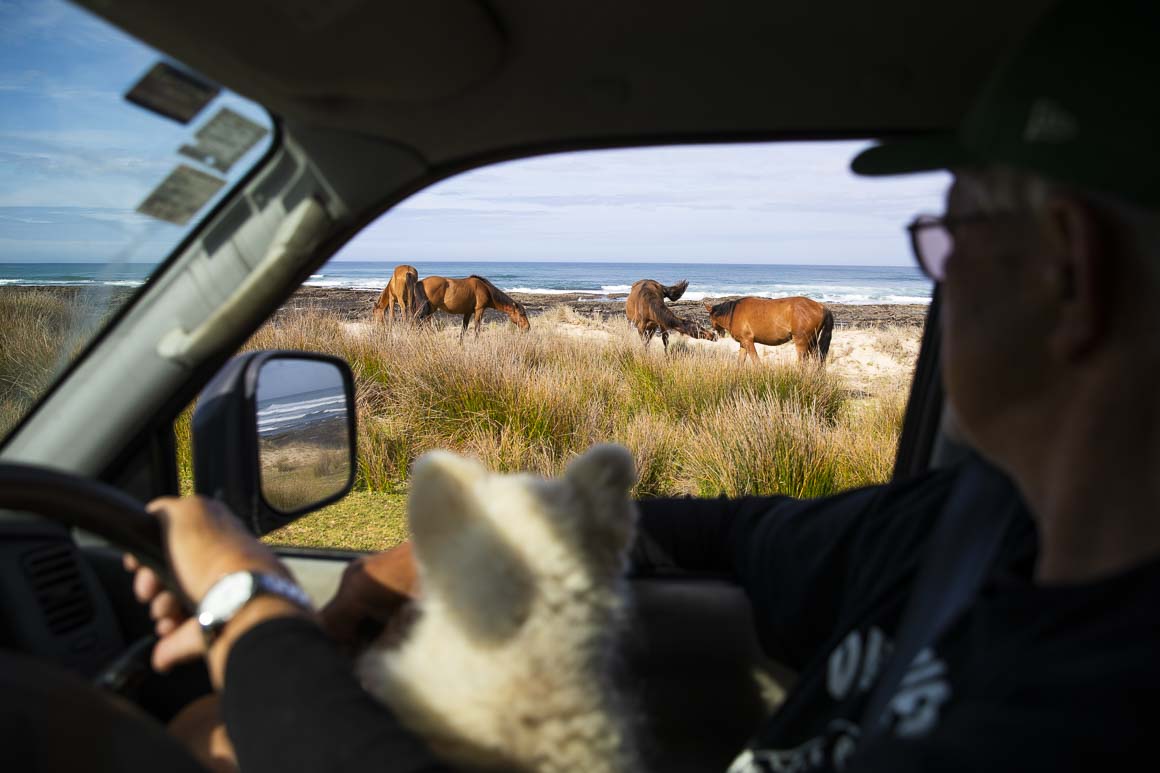 Wild horses of Shipwreck Bay