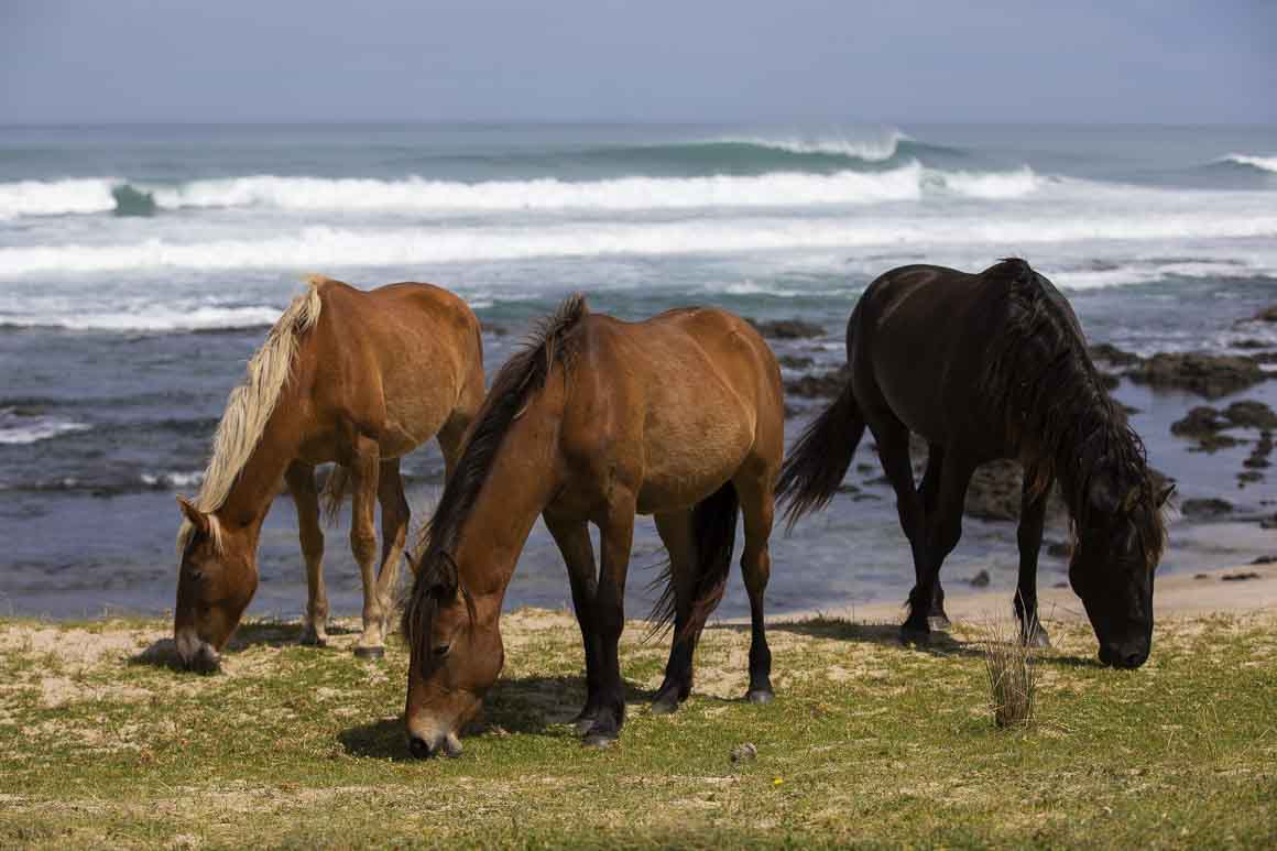 Lost count of how many wild horses roam this place