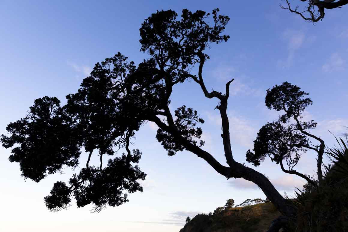 Love these trees