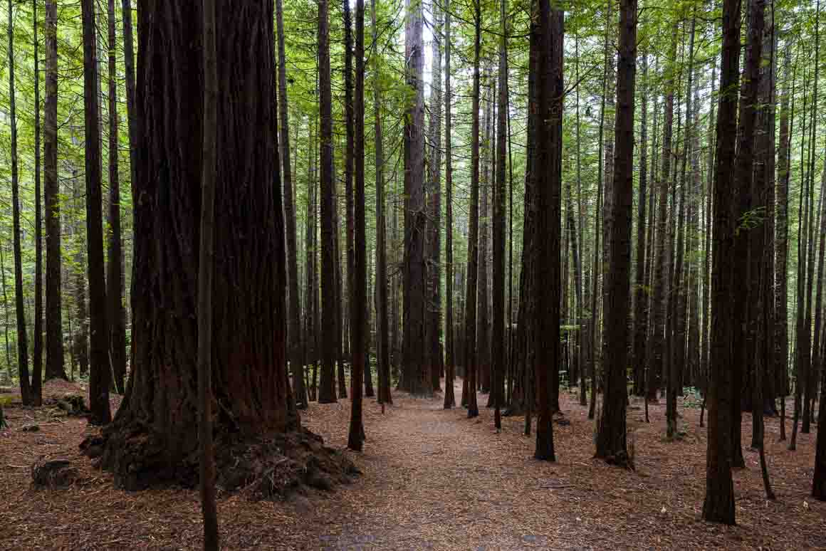 Giant redwood forest