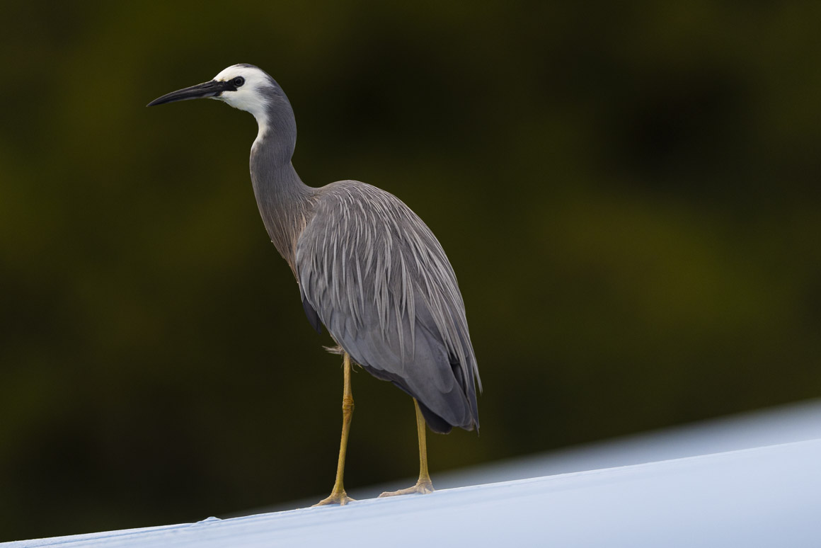 My practise heron on the boat shed