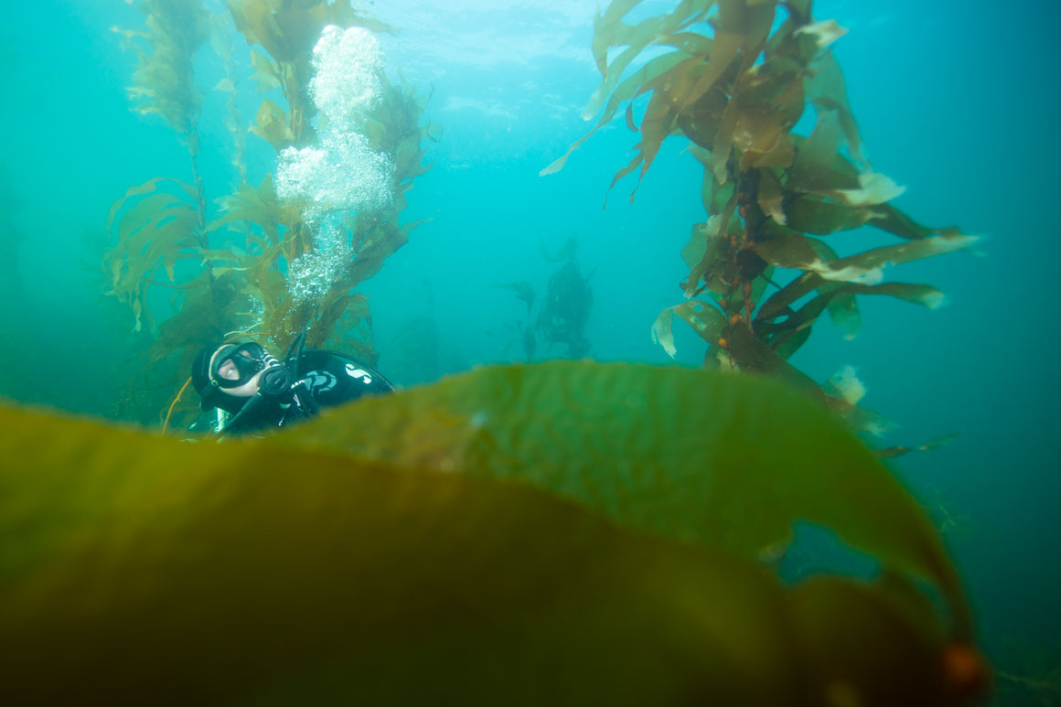 Virginia checking out the kelp in Horseshoe Bay