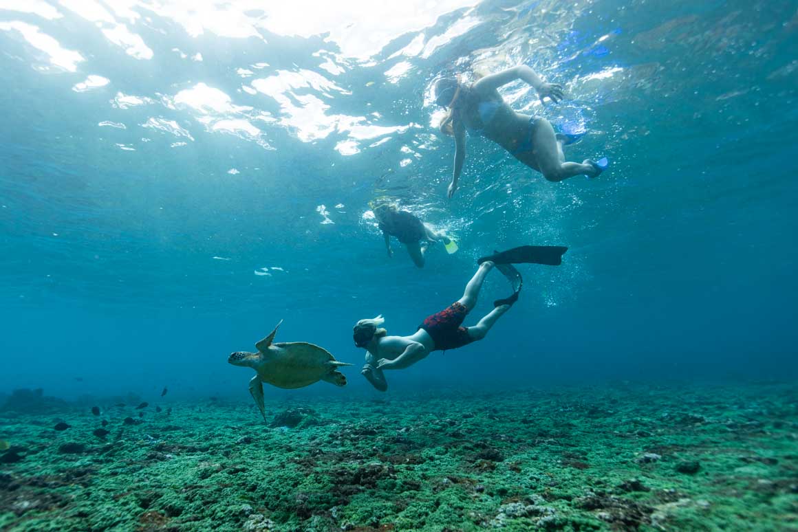 The family with a green sea turtle