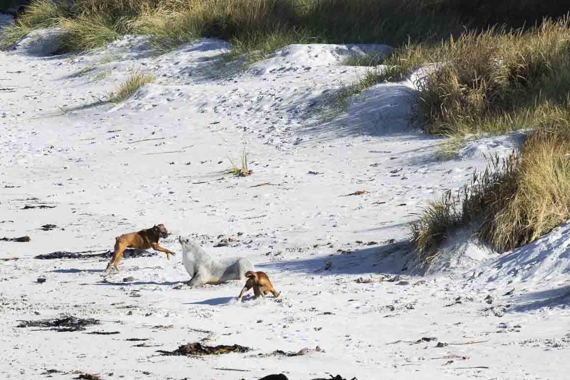 Two boxers harassing a sea lion: $250,000 fine