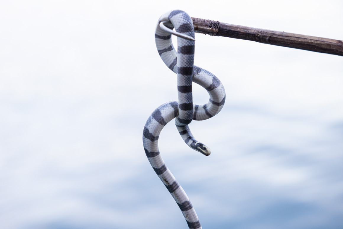 Sea snakes love climbing in the tinny