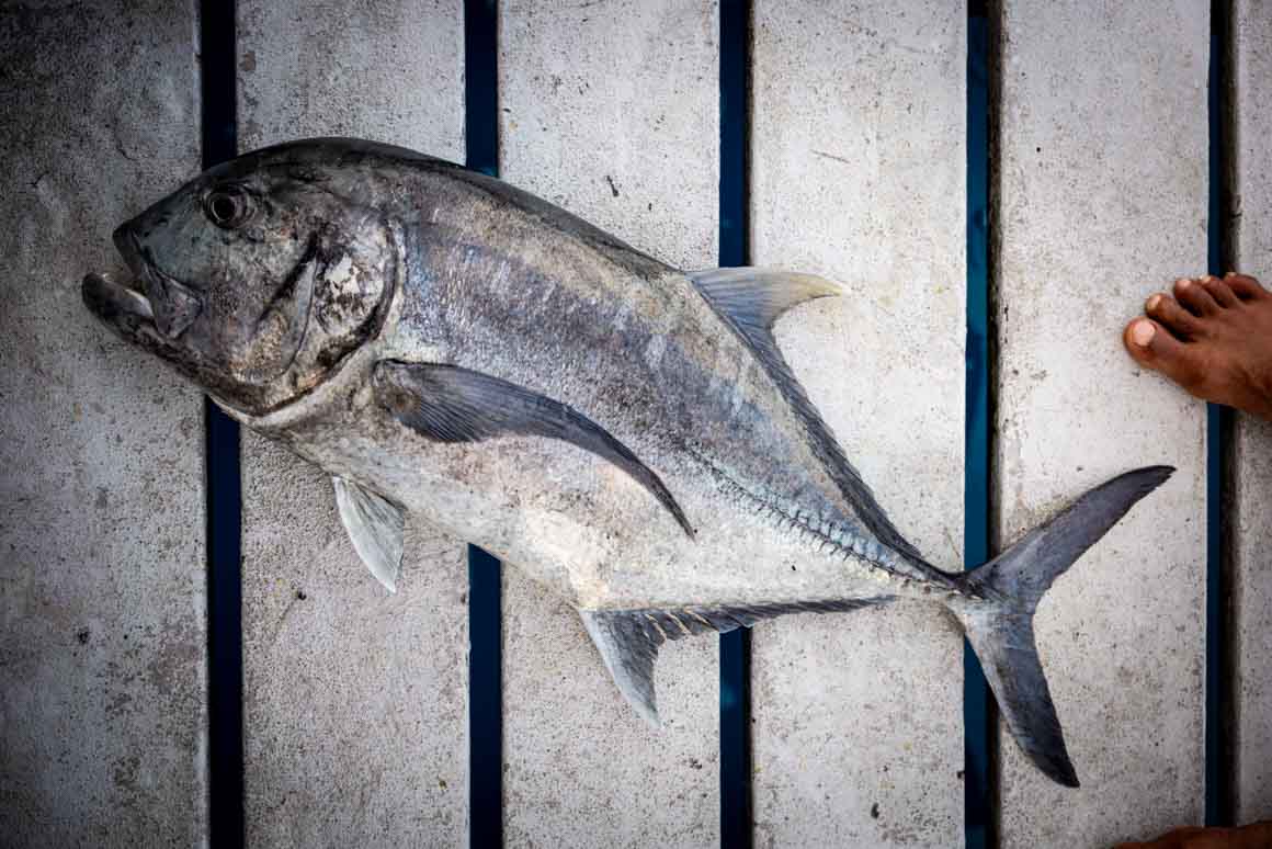 Hitam trevally besar
