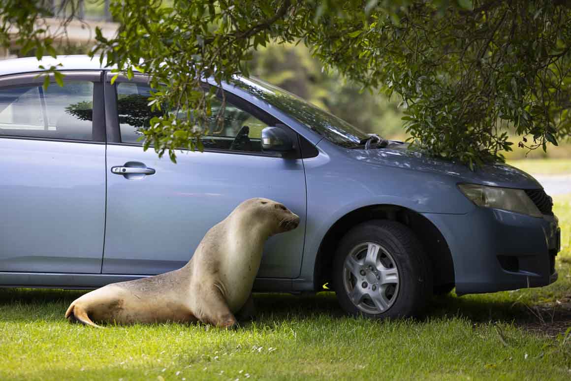 Tui sneaking around the parked cars